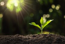 Toscana, 62 specie vegetali a un passo dall’estinzione