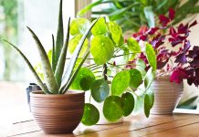 Piante, scoperta la “cabina di regia” genetica dell’evoluzione