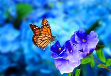 Le ali delle farfalle creano illusioni ottiche contro i predatori