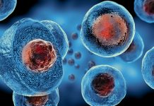 Modelli di embrioni umani producono sangue e cellule cardiache pulsanti