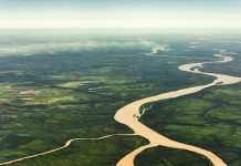Amazzonia: proteggere le foreste esistenti conserva biodiversità e carbonio più efficacemente del solo ripristino