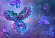 Centri germinativi umani indotti in vitro: una nuova piattaforma per lo studio della risposta anticorpale