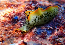 Il 62% dei molluschi delle sorgenti idrotermali è a rischio