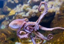 Dal genoma del calamaro vampiro le origini dei polpi