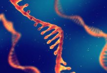Rna in azione: filmato l’auto assemblaggio del ribozima