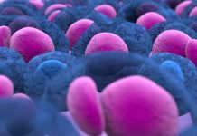 Mieloma multiplo, una dieta ricca di fibre ne rallenta la progressione