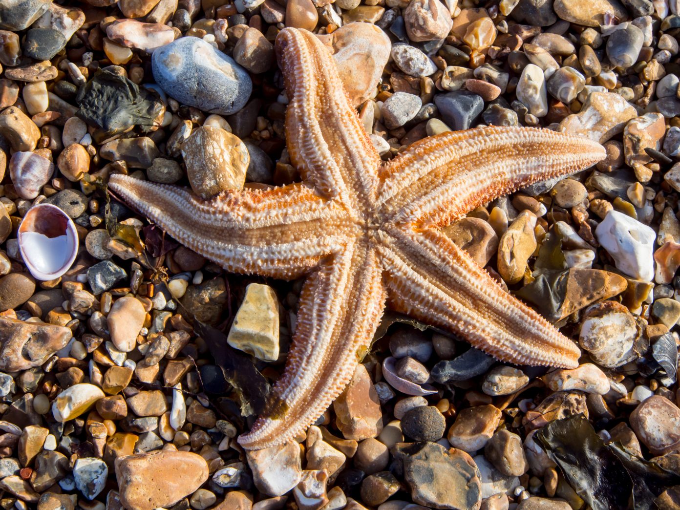 Per sfuggire ai predatori le stelle marine si liberano degli arti