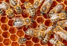 Pappa reale: rimedio naturale o mito contro l’influenza?