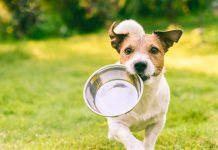 Nutrizione animale: il chiarimento del presidente D’Anna