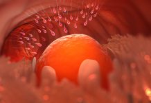 Il Lazio stanzia 300mila euro per congelare ovuli e spermatozoi. Ecco i dettagli