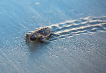 In Sicilia si apre la stagione dei nidi di Caretta caretta