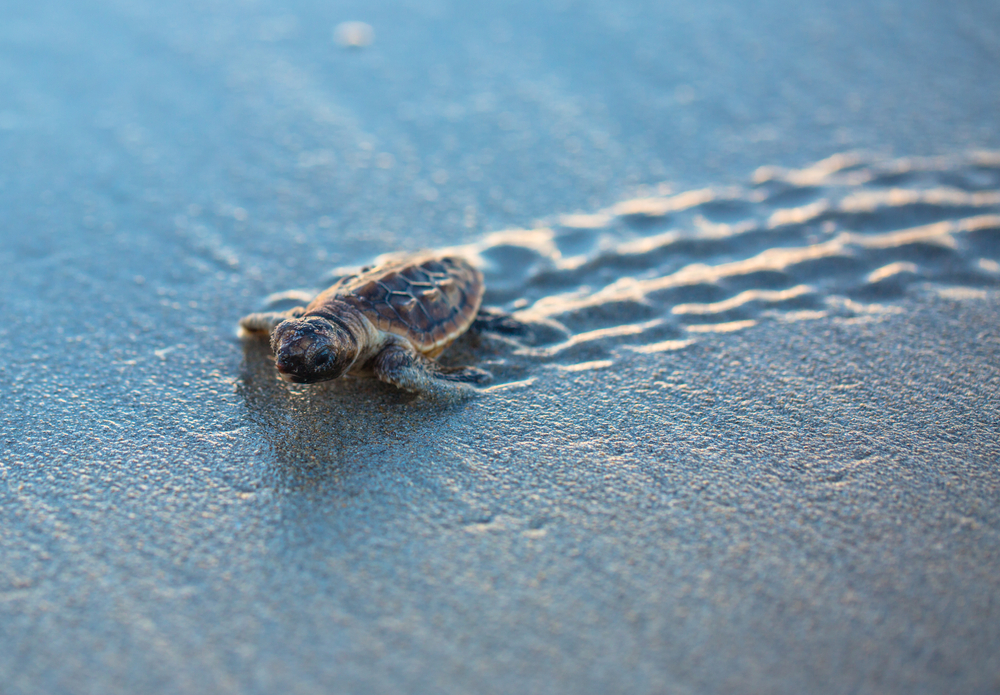 Carretta Caretta In Italia Nidificazione Da Record Federazione 