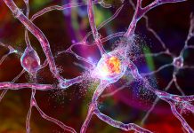 In ogni neurone un codice a barra molecolare testimonia la memoria della sua nascita