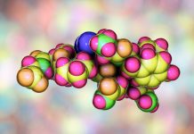 Tumori: l’ossitocina contrasta grave perdita muscolare
