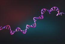 RNA in azione: filmato l’auto assemblaggio del ribozima