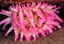 Antico anemone di mare fa luce sull’evoluzione delle cellule animali
