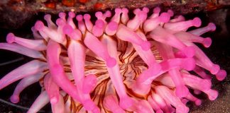 Antico anemone di mare fa luce sull’evoluzione delle cellule animali