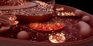 Malattie mitocondriali: premiati due giovani ricercatori del Centro Mariani