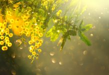 Auguri a tutte le donne