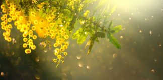 Auguri a tutte le donne