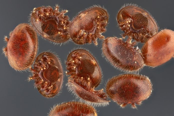 Varroa,Mite,(varroa,Destructor,,Varroa,Jacobsoni),,Blood-sucking,Parasite,Of,Honey