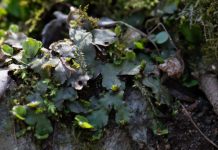 Scoperto gene chiave nella riproduzione asessuata della pianta Marchantia polymorpha