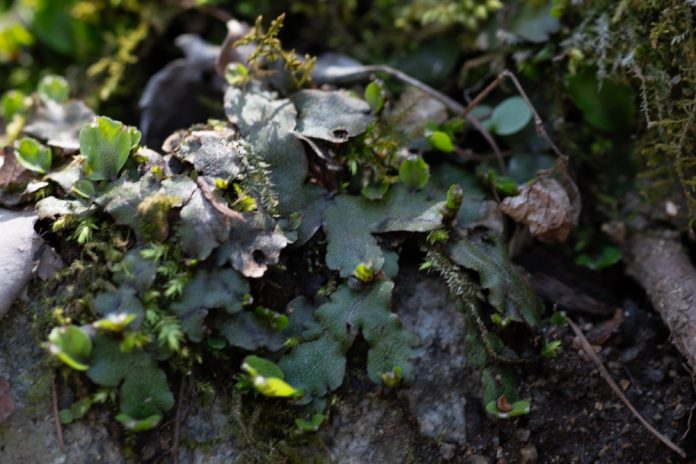 Image,Of,Marchantia,Polymorpha,,A,Perennial,Plant,Growing,In,Moist