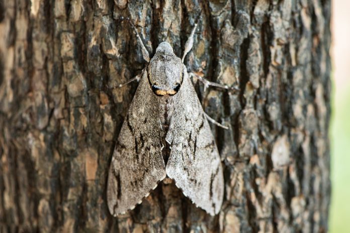 Closeup,Of,Tobacco,Hornworm,Moth,On,Tree,Trunk