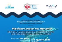 Missione Cetacei: il mare diventa laboratorio naturale per la formazione dei biologi